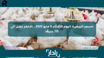 «سعر البيض» اليوم الثلاثاء 6 مايو 2025.. الأحمر يصل إلى 115 جنيهًا